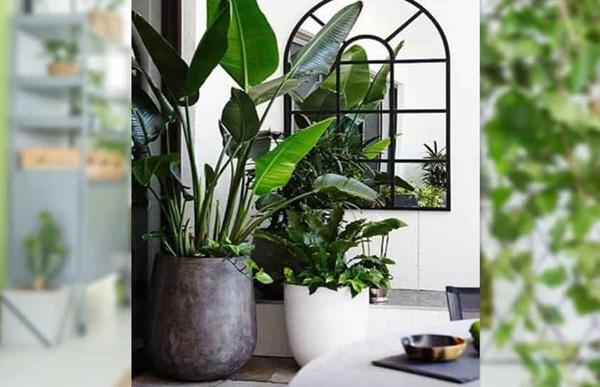 Cây cảnh trong phòng khách