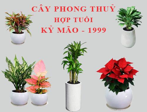 cây phong thủy hợp người tuổi 1999