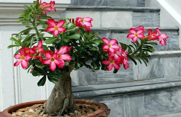 Phong thủy nhà ở cho người tuổi Mậu Tý 