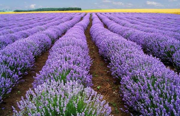 hoa violet tím thể hiện cho một tình yêu cao cả, sẵn sàng hy sinh, chờ đợi.