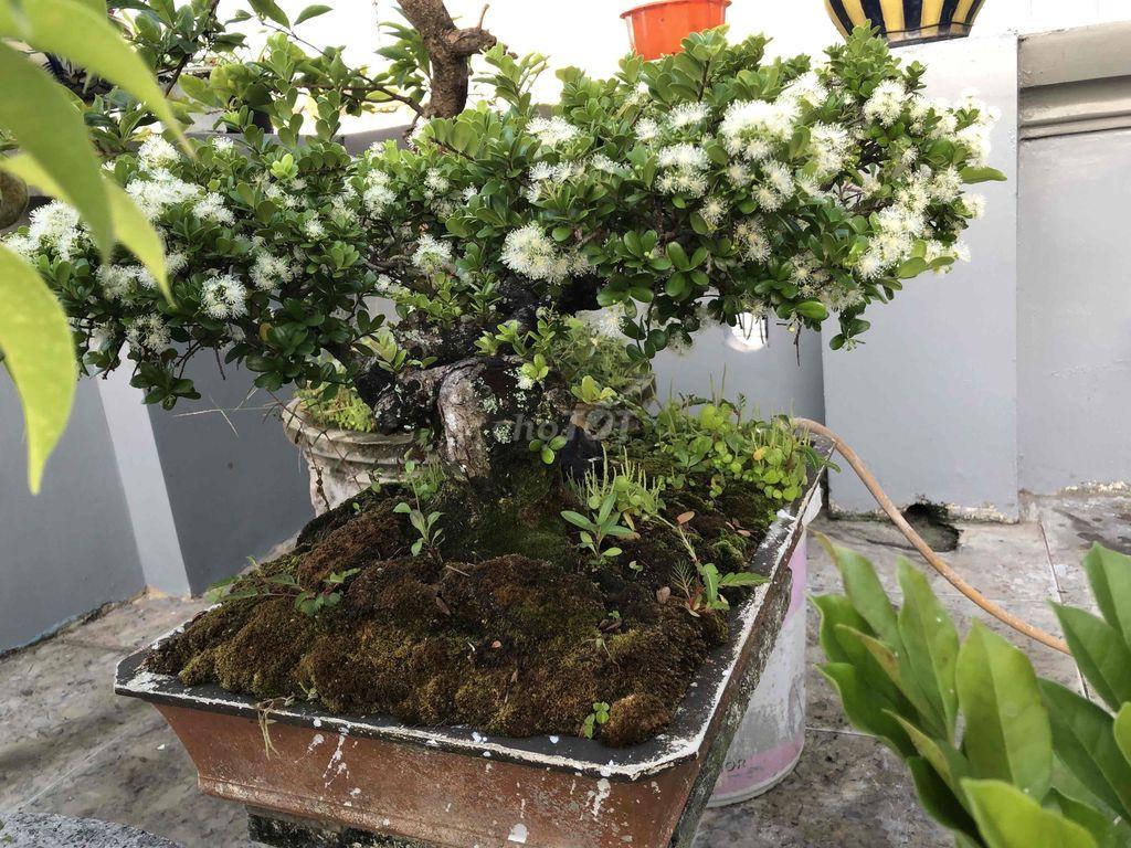 cây hải châu